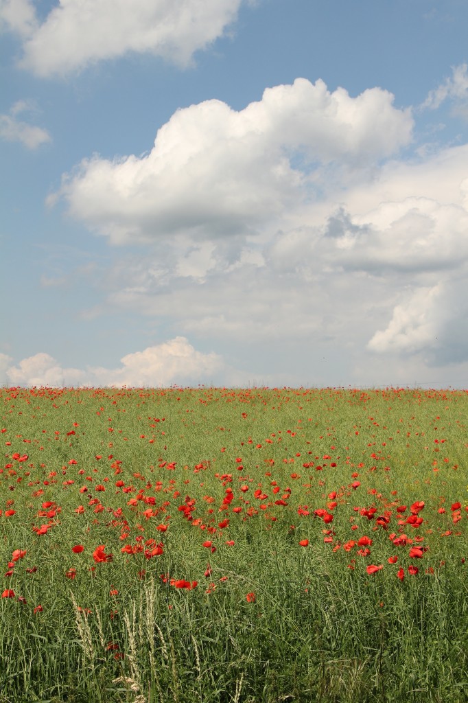 Les coquelicots sont en fleurs