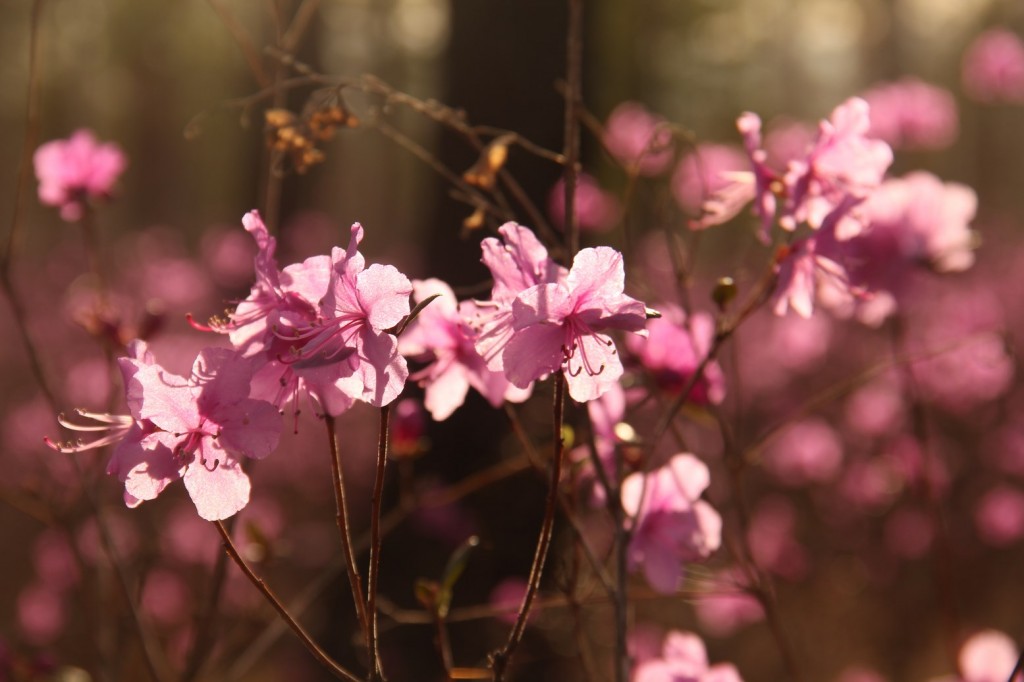 Le printemps arrive!