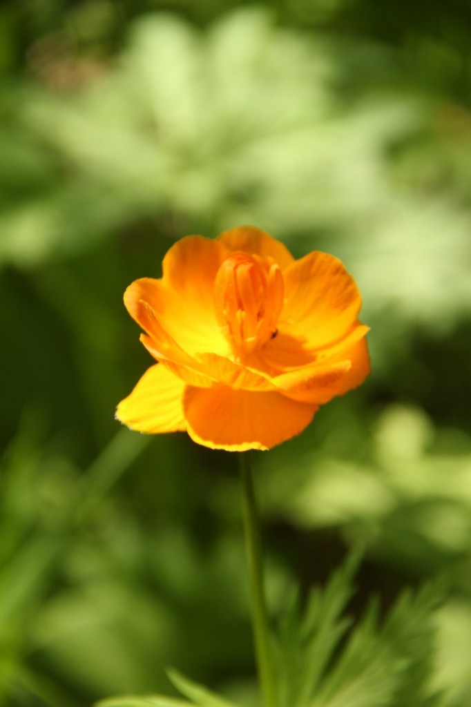 La flore me souhaite la bienvenu dans le coin