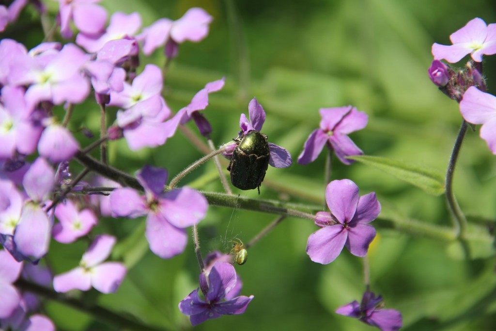 Coléoptères et araignées, quelques exemples de petites bêtes