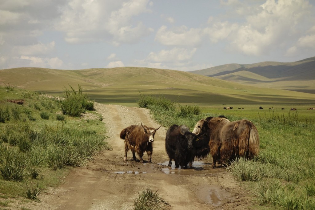 Certaines fois, il nous faut faire notre place. Ici, contre une famille de yaks