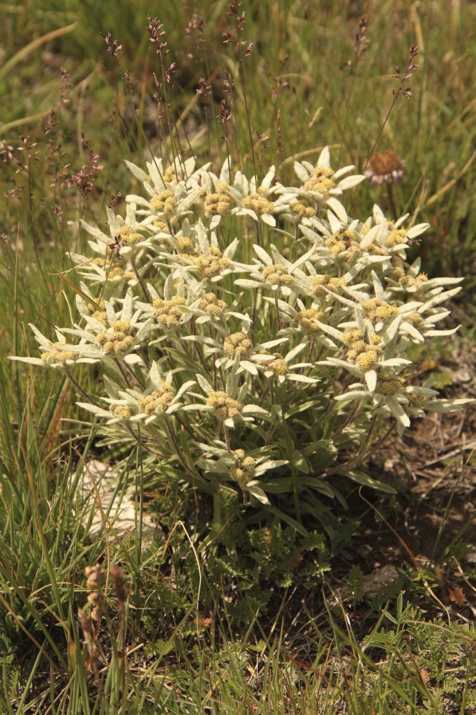 Des edelweiss comme si il en pleuvaient