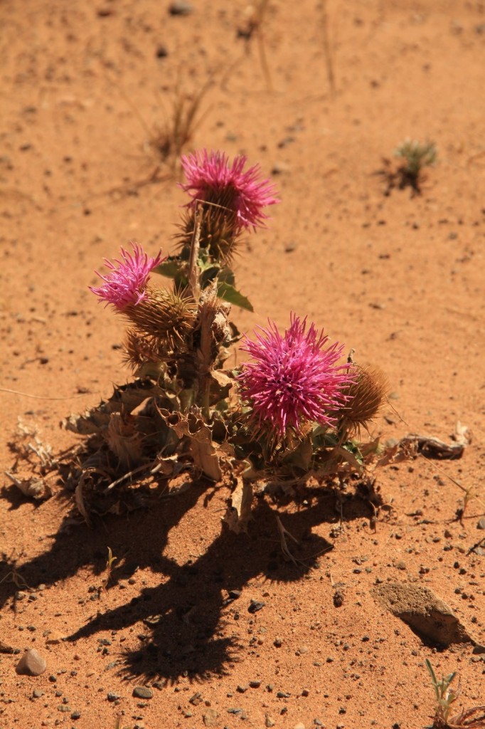 Les orages font aussi fleurir un peu de poésie au milieu du sable et des rochers