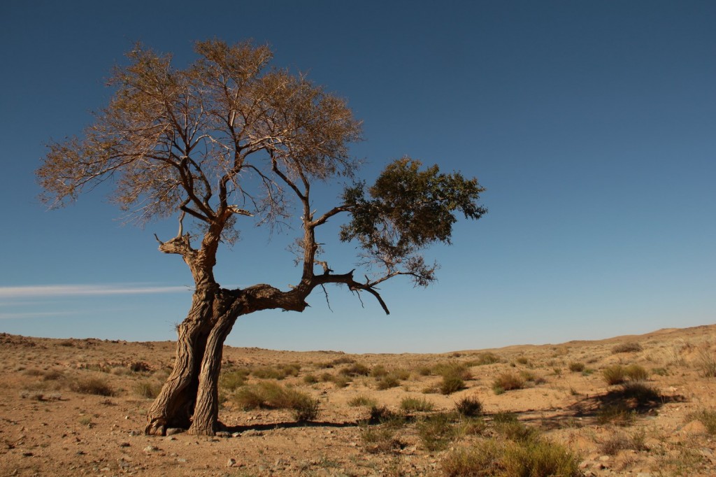 Un arbre au milieu du désert, mirage ou réalité