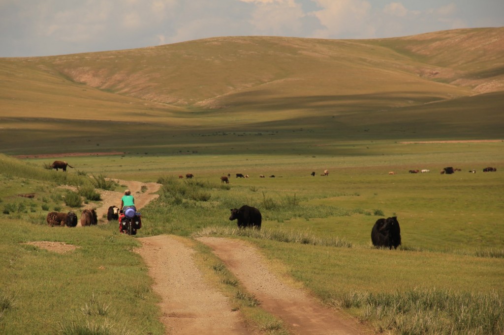 Sophie n'a peur ni des yaks...